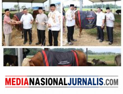 Polda Sumut Sembelih 31 Ekor Sapi di Hari Raya Idul Adha & Dibagikan dalam 4.976 Paket, Sapi Kurban Kapolda Berbobot 1 Ton