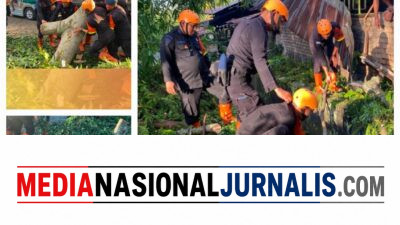 Pohon Tumbang Tutup Akses Jalan, Brimob Sumut Bergerak Cepat Bantu Warga Pematangsiantar