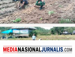 Dukung Ketahanan Pangan, Babinsa Koramil 02/Bebesen Bantu Warga Panen Kentang