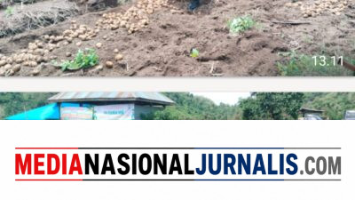 Dukung Ketahanan Pangan, Babinsa Koramil 02/Bebesen Bantu Warga Panen Kentang