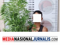 Tanam 10 Bantang Ganja di Tengah Kebun Cabai, Pria di Bener Meriah Diciduk Polisi