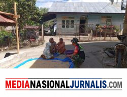 Babinsa Koramil 05/Linge Dampingi Warga Jemur Hasil Panen Padi di Kute Keramil