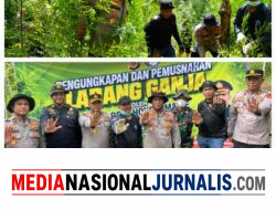 Polres Lhokseumawe Musnahkan Ladang Ganja 2 Hektare di Sawang, Dua Pelaku Diamankan