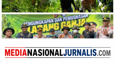 Polres Lhokseumawe Musnahkan Ladang Ganja 2 Hektare di Sawang, Dua Pelaku Diamankan