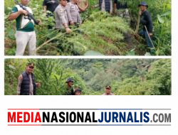 Respon Cepat Polres Langkat Ungkap Ladang Ganja di Kuala, 11 Batang Diamankan