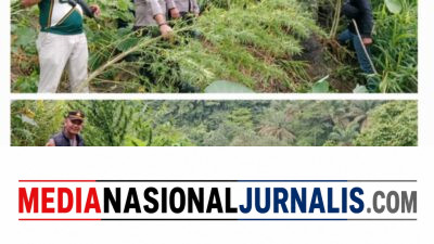 Respon Cepat Polres Langkat Ungkap Ladang Ganja di Kuala, 11 Batang Diamankan
