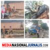 Pohon Tumbang Timpa Truk di Desa Pematang tengah, Polisi Bergerak Cepat Evakuasi Lokasi