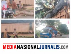 Pohon Tumbang Timpa Truk di Desa Pematang tengah, Polisi Bergerak Cepat Evakuasi Lokasi