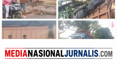 Pohon Tumbang Timpa Truk di Desa Pematang tengah, Polisi Bergerak Cepat Evakuasi Lokasi