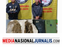 Kurir dan Pengedar Ganja di Bintang Mersada Berhasil Dibekuk Polres Dairi