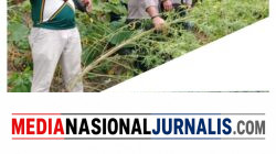 Respon Cepat Polres Langkat Ungkap Ladang Ganja di Kuala, 11 Batang Diamankan
