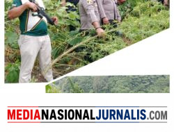 Respon Cepat Polres Langkat Ungkap Ladang Ganja di Kuala, 11 Batang Diamankan