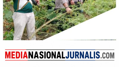 Respon Cepat Polres Langkat Ungkap Ladang Ganja di Kuala, 11 Batang Diamankan