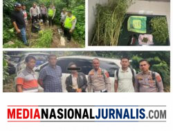 Terlibat Laka Lantas, Pria 69 Tahun Kedapatan Bawa Ganja, Polres Karo Kembangkan ke Ladangnya