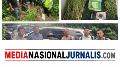 Terlibat Laka Lantas, Pria 69 Tahun Kedapatan Bawa Ganja, Polres Karo Kembangkan ke Ladangnya