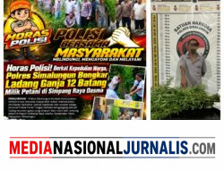 Polsek Panei Tongah Ungkap Ladang Ganja, 12 Batang Diamankan