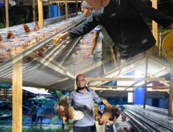 Tambahan Kegiatan Pembinaan Kemandirian,Rutan Tanjung Pura Masukkan 200 Ekor Ayam Siap Bertelur diSarana Asimilasi dan Edukasi