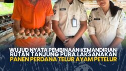 Wujud Nyata Pembinaan Kemandirian Rutan tanjung Pura Laksanakan Panen Perdana Telur Ayam Petelur