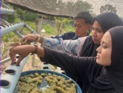 Upaya Berkelanjutan Mendukung Program Ketahanan Pangan Rutan Tanjung Pura Laksanakan Pemindahan Bibit Sawi ke Media Hidroponik