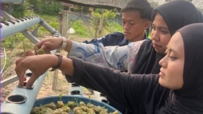 Upaya Berkelanjutan Mendukung Program Ketahanan Pangan Rutan Tanjung Pura Laksanakan Pemindahan Bibit Sawi ke Media Hidroponik