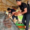 Perkuat Program Ketahanan Pangan Rutan Kelas IIB Tanjung Pura Laksanakan Penambahan 70 Ekor Ayam Petelur Tahap II