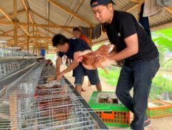 Perkuat Program Ketahanan Pangan Rutan Kelas IIB Tanjung Pura Laksanakan Penambahan 70 Ekor Ayam Petelur Tahap II