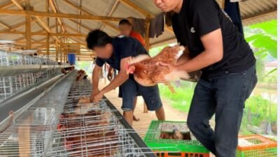 Perkuat Program Ketahanan Pangan Rutan Kelas IIB Tanjung Pura Laksanakan Penambahan 70 Ekor Ayam Petelur Tahap II