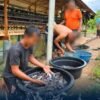 Buah Manis dari Pembinaan Kemandirian Rutan Tanjung Pura Panen 50 Kg Ikan Lele Dari Kolam Ikan Lahan Ketahanan Pangan