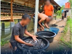 Buah Manis dari Pembinaan Kemandirian Rutan Tanjung Pura Panen 50 Kg Ikan Lele Dari Kolam Ikan Lahan Ketahanan Pangan