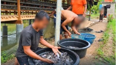 Buah Manis dari Pembinaan Kemandirian Rutan Tanjung Pura Panen 50 Kg Ikan Lele Dari Kolam Ikan Lahan Ketahanan Pangan