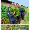 Wujudkan Kemandirian Pangan Rutan Kelas IIB Tanjung Pura Panen 30 Kilogram Daun Singkong dari Lahan Ketahanan Pangan