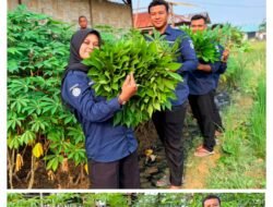 Wujudkan Kemandirian Pangan Rutan Kelas IIB Tanjung Pura Panen 30 Kilogram Daun Singkong dari Lahan Ketahanan Pangan