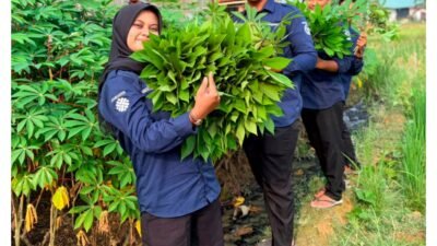 Wujudkan Kemandirian Pangan Rutan Kelas IIB Tanjung Pura Panen 30 Kilogram Daun Singkong dari Lahan Ketahanan Pangan